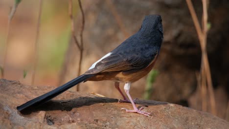 Facing-to-the-right-exposing-its-whole-body-under-the-morning-sun-as-it-turns-around-facing-towards-the-left,-White-rumped-Shama-Copsychus-malabaricus-Percher,-Thailand