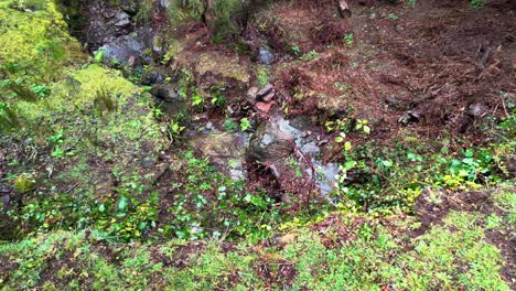 Dolly-sideways-of-creek-in-the-Laurel-forest,-Madeira-Island