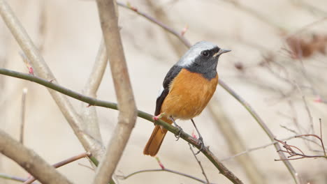 Daurian-Redstart-Bird-Purched-on-Leafless-Bush-Twigs-in-Spring---close-up