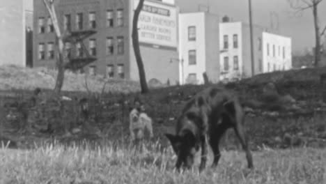 Woman-Plays-With-Her-Dogs-Outdoors-on-a-Windy-Day-in-1930s