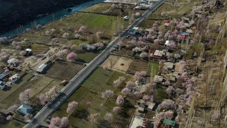 Parallax-drone-view-of-Skardu-areas-with-blossom-season-in-Pakistan