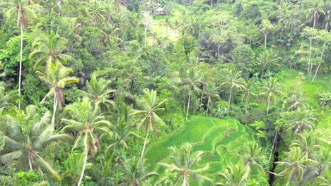 Aerial-view-Of-lush-jungle-and-Tegallalang-Rice-Terraces-In-Gianyar,-Bali,-Indonesia