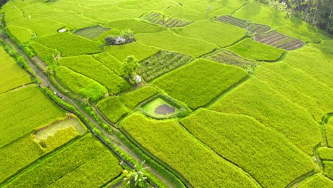 Vista-Aérea-De-Campos-De-Arroz-Verdes-Y-Vegetación-En-Bali,-Indonesia