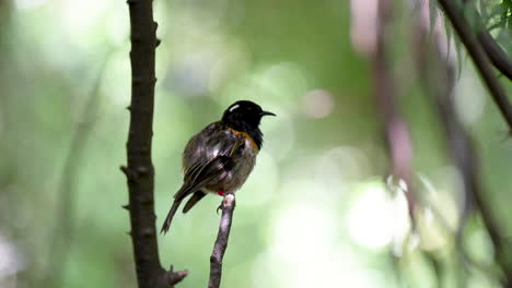 Ein-Hihi-Vogel-In-Neuseeland,-Der-Seine-Federn-Stutzt