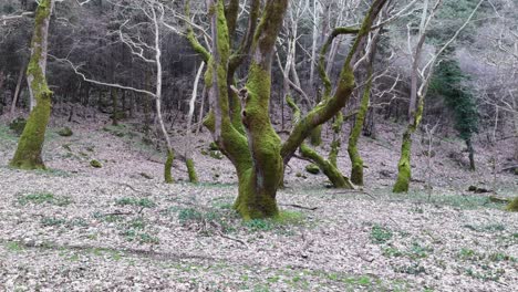 Moosbedeckter-Baum-In-Einem-Wald-Im-Winter-|-Kinoaufnahme-|-4k