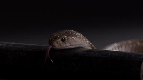 Egyptian-cobra-slithers-along-pipe-outdoors-at-night---deadly-animals