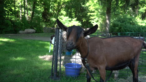 brown-goat-at-a-petting-zoo-slow-motion-footage