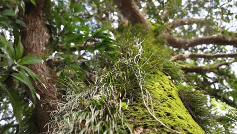 Green-Tree-Trunk-Bark-with-Grass-and-Moss-Growing,-Plant-Symbiosis-within-Healthy-Ecosystem,-Parasitism-and-Symbiosis,-Ecological-Environmental-Friendly-Organic-Farming