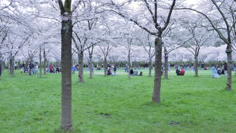 Many-visitors-walk-among-the-flowering-trees-in-Cherry-blossoms-park-in-Amsterdamse-Bos,-Amstelveen