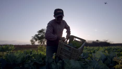 Farmhand-ends-his-shift-on-organic-land-carrying-vegetables