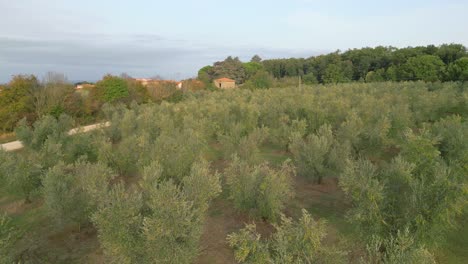 Aerial-view-of-a-field-of-olive-trees-in-central-Italy