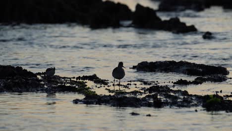 Silhouetted-bird-standing-on-rocks-at-the-twilight,-tranquil-nature-scene