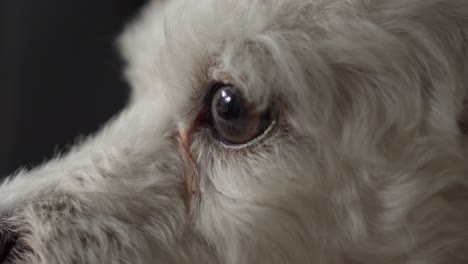Nahaufnahme-Eines-Weißen-Pudelhundes,-Der-Ein-Auge-Zur-Seite-Wirft