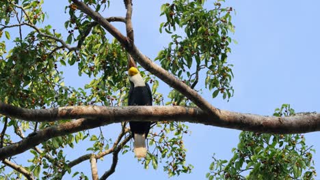 Se-Ve-A-Un-Macho-Alcanzando-Frutas-Para-Comer-Y-Luego-Salta-A-Una-Rama,-Macho-De-Cálao-Rhyticeros-Undulatus,-Tailandia