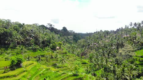 Green-and-lush-rice-terraces-of-Tegallalang-on-Bali-island,-Indonesia