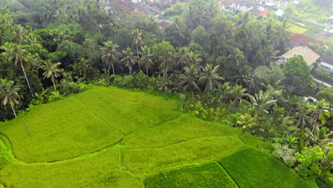 Aerial-View-of-Green-Rice-Fields-And-lush-Vegetation-In-Bali,-Indonesia