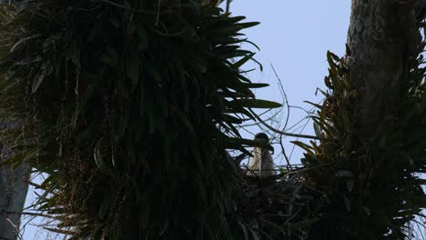 Gesehen,-Wie-Er-In-Seinem-Nest-Zwischen-Mit-Pflanzen-Bedeckten-Zweigen-Sitzt,-Asiatischer-Wollhalsstorch-Ciconia-Episcopus,-Potenziell-Gefährdet,-Thailand