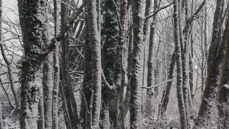 Snow-falling-in-front-of-trees-on-windy-day-in-forest