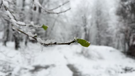 Einzelnes-Kleines-Grünes-Blatt-In-Der-Nähe-Der-Frühlingssaison-Bei-Starkem-Winterschneefall-In-Der-Waldlandschaft,-Das-Konzept-Des-Kühlen-Klimas,-Kalte-Temperaturen,-Eiskalte,-Malerische,-Wunderbare,-Epische-Schneelandschaft-In-Der-Wilden-Natur