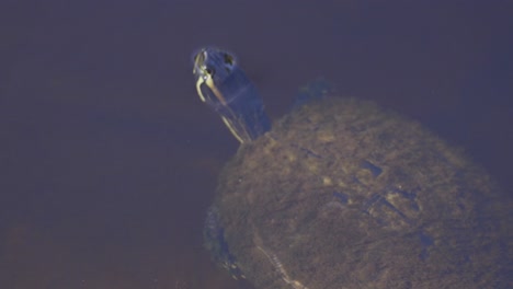 Painted-turtle-dipping-head-underwater-and-swimming-through-brackish-water-in-Florida