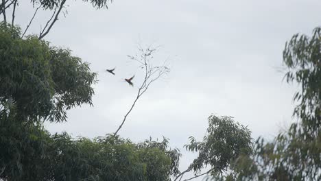 Two-lorikeets-take-flight-from-a-branch,-Sydney-scene