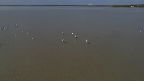 Different-kinds-of-birds-flying-together-in-a-natural-sanctuary-are-shown-in-the-video,-which-also-includes-aerial-footage-of-birds-hunting-fish-in-a-backwater-swamp