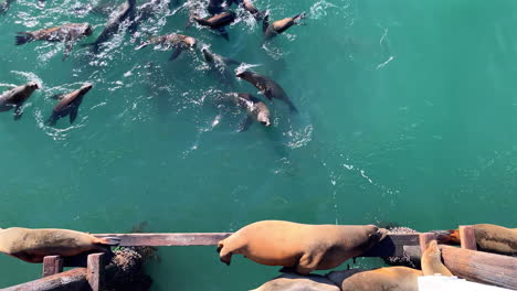 Sea-lions-lounging-on-wharf-supports-in-Santa-Cruz,-a-popular-spot-for-wildlife-viewing,-under-the-bright-daylight