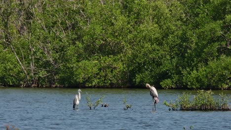 Painted-Stork-Mycteria-leucocephala-facing-a-Grey-Heron-Ardea-cinerea-as-the-preen-together,-Thailand