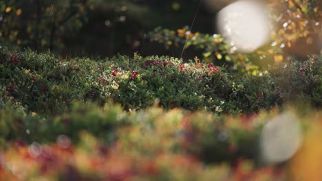 Soft-colorful-carper-of-grass,-moss,-and-small-shrubs-on-the-ground-in-the-autumn-tundra