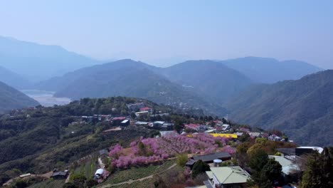 A-vibrant-village-nestled-in-the-mountains-with-blooming-cherry-blossoms,-aerial-view