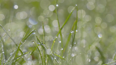 Rocío-De-La-Mañana-Aferrándose-A-La-Hierba-Verde-Fresca-Con-Bokeh-Ligero