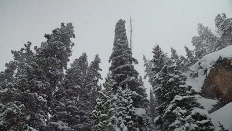 Berthoud-Pass-Colorado-backcountry-pillows-super-slow-motion-snowing-snowy-spring-winter-wonderland-blizzard-white-out-deep-snow-powder-on-pine-tree-national-forest-Rocky-Mountain-looking-up-pan-right