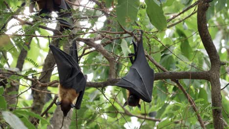 Bats-hanging-upside-down-on-a-branch-