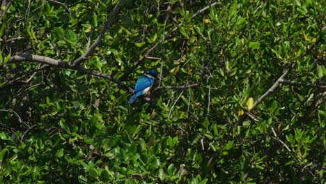 Seen-from-its-back-fighting-the-wind-inside-the-foliage-of-a-mangrove-tree-in-the-forest,-Collared-Kingfisher-Todiramphus-chloris,-Thailand