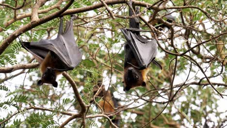 Animal-Salvaje-Zorro-Volador-Grande-O-Zorro-Volador-Malasio,-Un-Gran-Murciélago-Debajo-De-Los-Arbustos