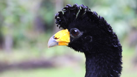 Schwarze-Currasow-Im-Dschungel