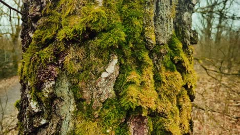 Cerca-Del-Tronco-De-Un-árbol-Verde-Cubierto-De-Musgo-Y-Revela-Un-Bosque-árido-Durante-El-Invierno