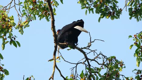 Foraging-and-looking-for-the-best-fruit-to-eat,-Wreathed-Hornbill-Rhyticeros-undulatus-Male,-Thailand