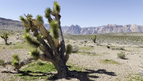 Ein-Großer-Yucca-Baum-Mit-Bergen-Im-Hintergrund