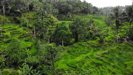 Hermosas-Terrazas-De-Arroz-De-Tegallalang-En-Bali,-Indonesia