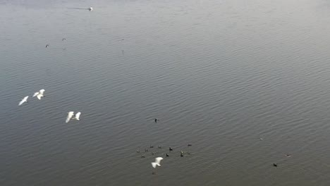 Luftaufnahme-Einer-Drohne.-Viele-Vögel-Sind-Im-Weltraum-Zu-Sehen.-Im-Meer-Fliegen-Viele-Vögel.