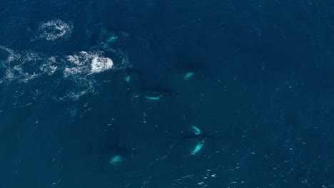 Pod-of-humpback-whales-swim-in-open-blue-ocean,-wide-overhead-aerial