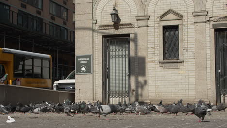 Group-of-Pigeons-Foraging-for-Food