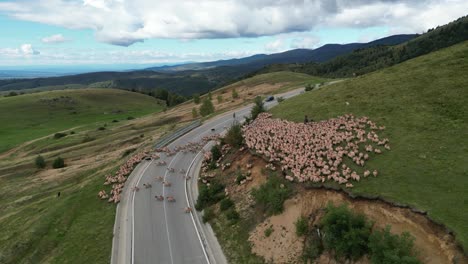 Flock-of-Sheep-Cross-Transalpina-Road-guided-by-Shepherd-in-Carpathian-Mountains,-Romania---Aerial-4k