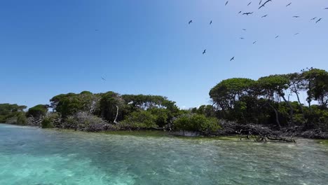 Tropical-mangrove-forest-on-clear-day,-birds-nesting-in-trees,-serene-Caribbean-sea-at-Los-Roques