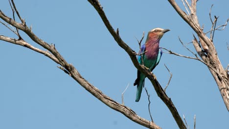 Pájaro-Rodillo-De-Pecho-Lila-Sentado-En-Un-árbol