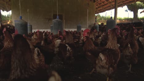 Freilandhaltung-Braune-Hühner-Zu-Fuß-Blick-In-Einen-Hühnerstall-Mit-Vielen-Hühnern-Um