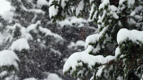 Colorado-Cámara-Súper-Lenta-Nevando-Nevado-Primavera-Invierno-País-De-Las-Maravillas-Navidad-Ventisca-Blanco-Fuera-Profundo-Pesado-Nieve-Húmeda-Polvo-En-Pino-Bosque-Nacional-Loveland-Paso-Berthoud-Montaña-Rocosa-Hacia-Arriba-Sartén