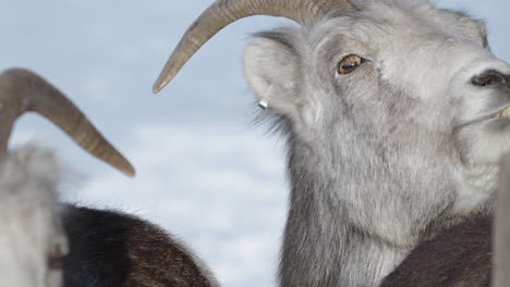 Closeup-Of-Dall-Sheep-Ewe-Looking-At-Camera