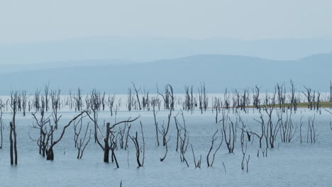 Bosques-De-árboles-Muertos-En-El-Lago-Kariba,-El-Lago-Artificial-Más-Grande-Del-Mundo-En-África